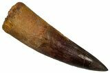 Fossil Spinosaurus Tooth - Real Dinosaur Tooth #340337-1